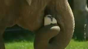 Citta slon slonica Euro 2012 žoga živalski vrt krakov jasnovidka napovedovalka
