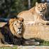 ZOO ljubljana ljubljanski živalski vrt azijski lev Maksimus Čaja