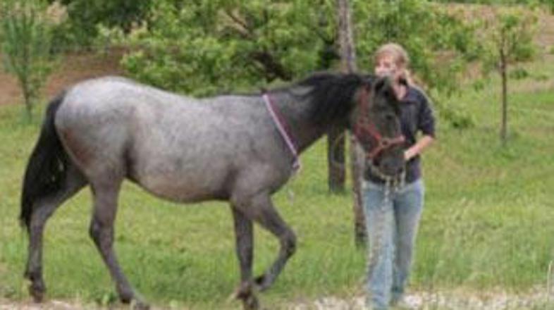 Kobilo Dano je Joras dobil v dar.