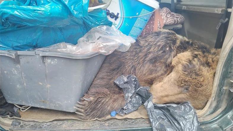 ustreljen rjavi medved