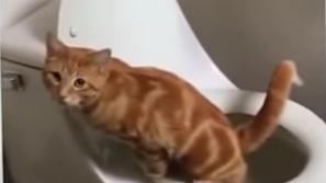 Maček na stranišču
