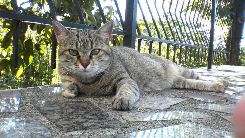 Muco Lili sta minuli petek na dvorišču njenih lastnikov raztrgala nevarna psa br