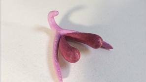 Klitoris 3D
