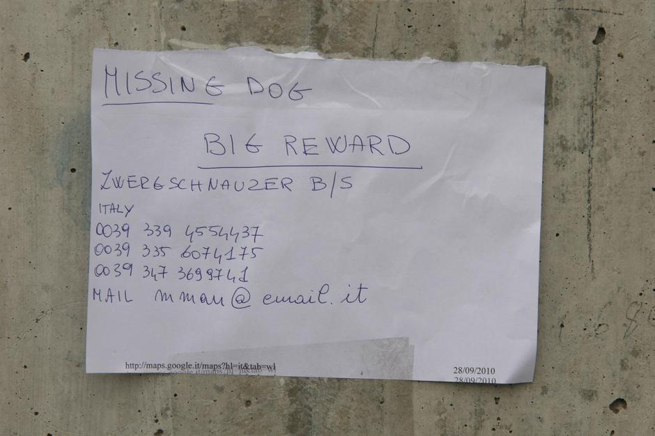 pasja razstava celje, ukraden pes | Avtor: Žurnal24 main