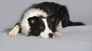 Škotski mejni ovčar