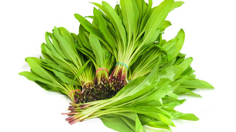 Čemaža je v naših gozdovih zelo veliko. (Foto: Shutterstock)