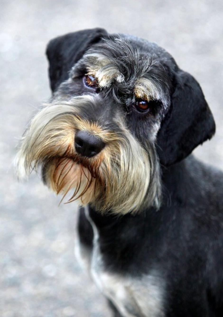 Šnavcer | Avtor: Profimedias