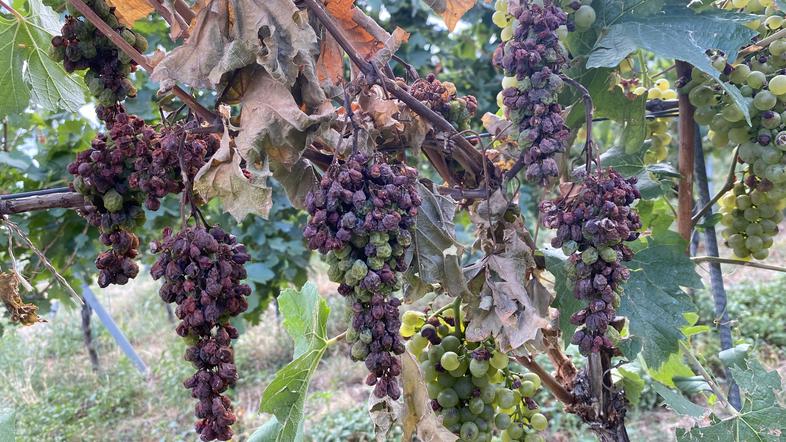 Vinograd