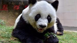 Panda Basi