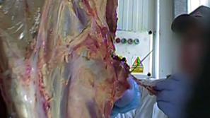 Videoposnetek s Poljske