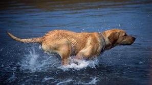 Pes v vodi