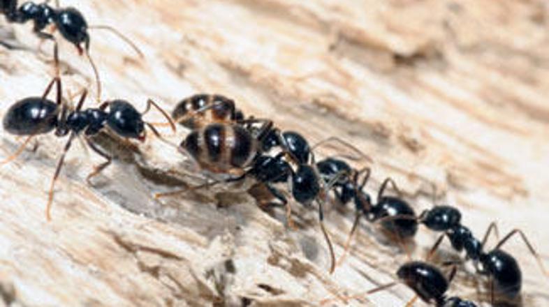 Eden od investitorjev je zaradi prevare z mravljami naredil samomor.