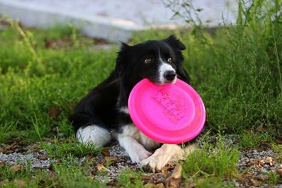 border collie | Avtor: Facebook