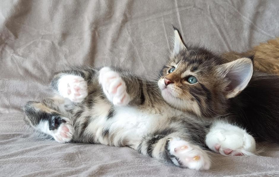 norveška gozdna mačka | Avtor: Teja Tegelj - Veloris