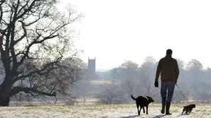 Moški sprehaja psa ob kraljevem posestvu Sandringham v Norfolku na vzhodu Anglij