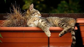 Mačka na okenski polici