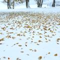 sneg listje