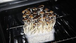 zasežene halucinogene gobe