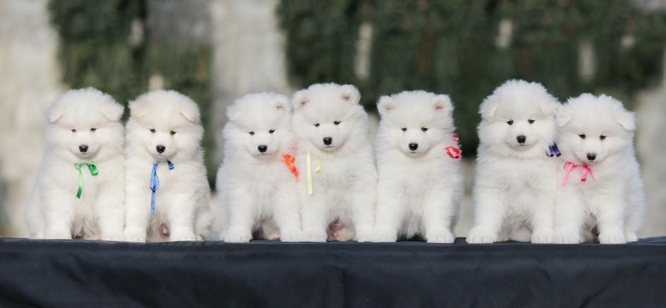 Samojed