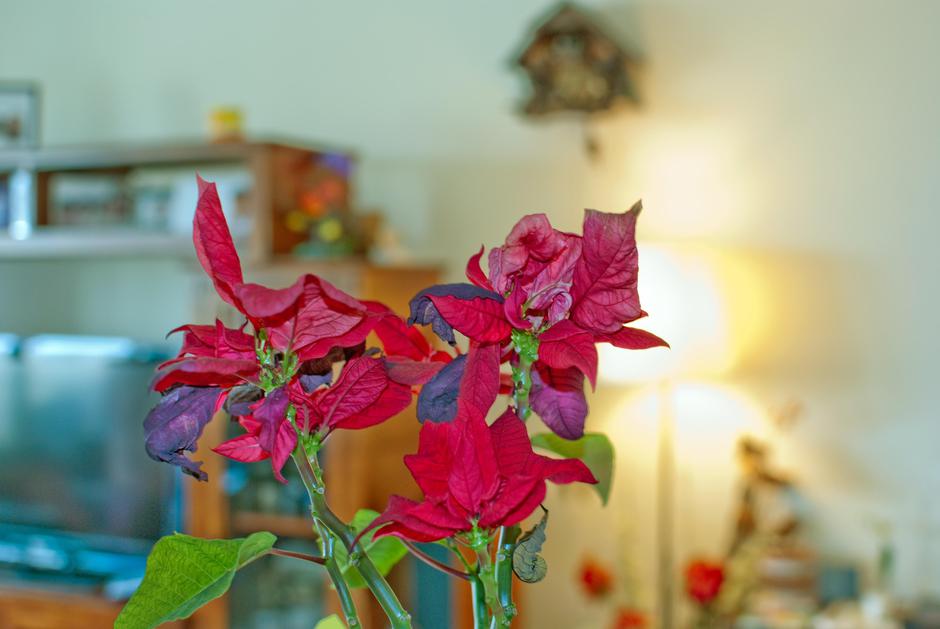 roža, cvetlica | Avtor: Profimedia