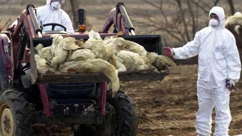 Zaradi ptičje gripe je bilo po svetu pobitih več milijonov živali.
