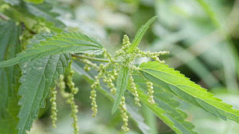 V Veliki Britaniji imajo tekmovanje v uživanju kopriv.