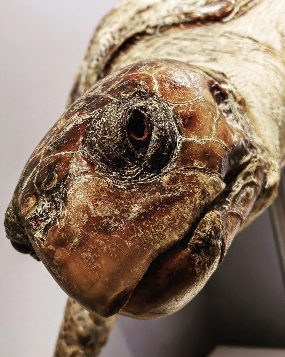 Komotar, Huawei | Avtor: Huawei