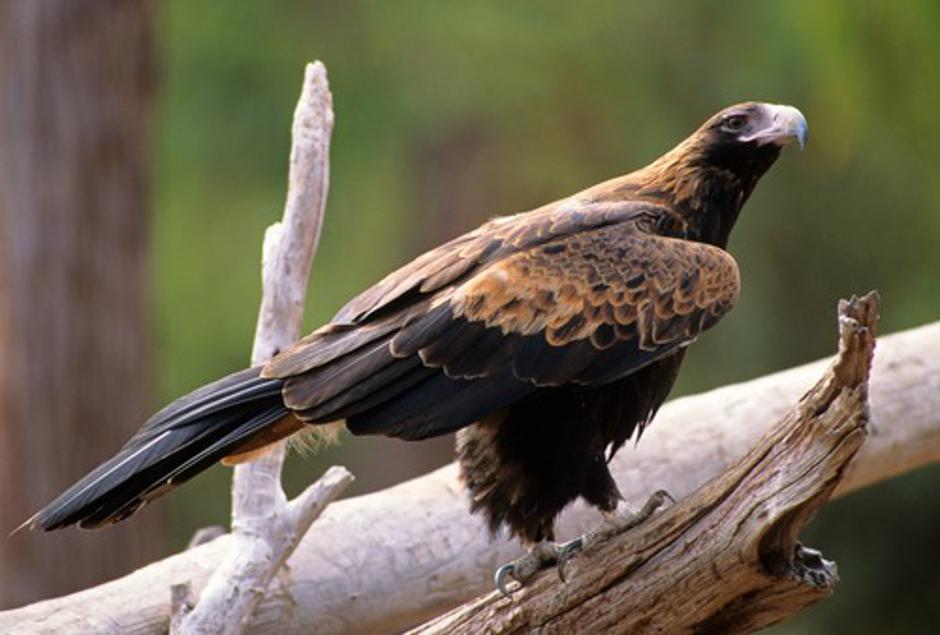 Repati orel | Avtor: Profimedias