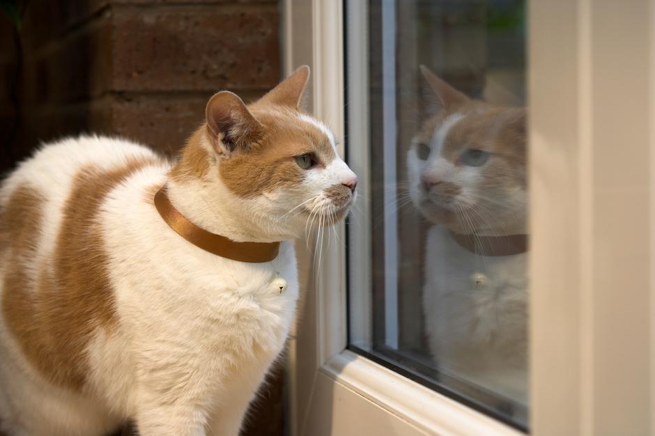 mačka, žival | Avtor: Profimedia