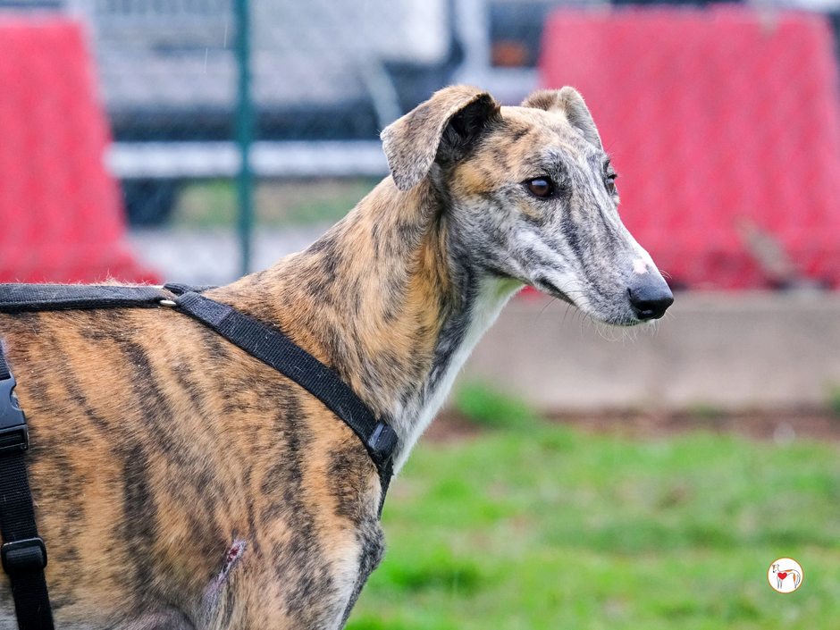 Galgo TRINITY | Avtor: Galgo TRINITY - išče dom
