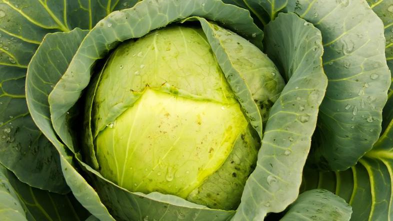 Zelje je nadvse zdravilno. (Foto: Shutterstock)