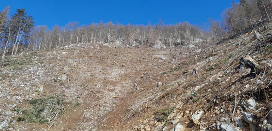Potoška gora, gozd, obletnica požara, Preddvor