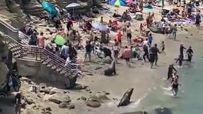 morski levi plaža San Diego