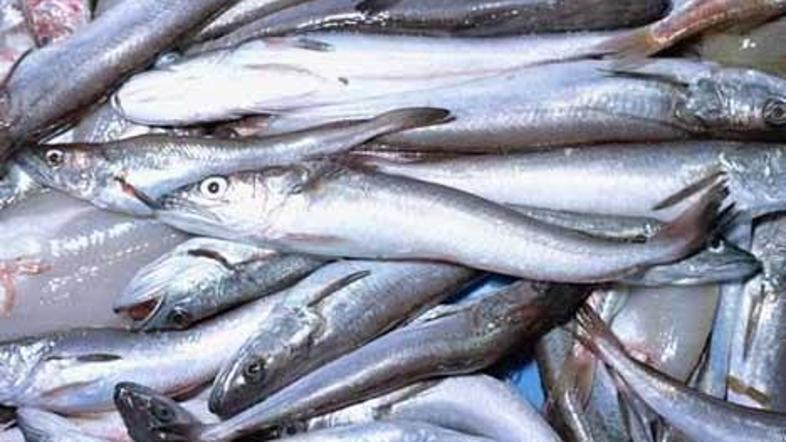 Ulovimo več rib kot prenese narava in manj kot zahteva trg.