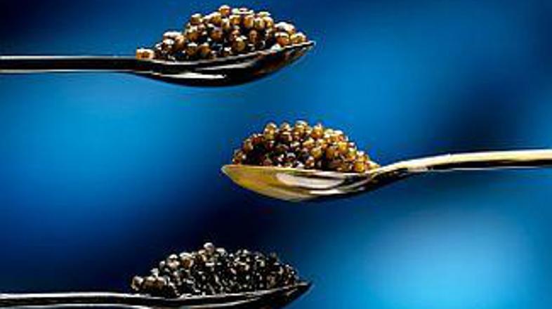 Revni v Milanu bodo lahko poskusili dragoceni tihotapcem zaplenjeni kaviar.