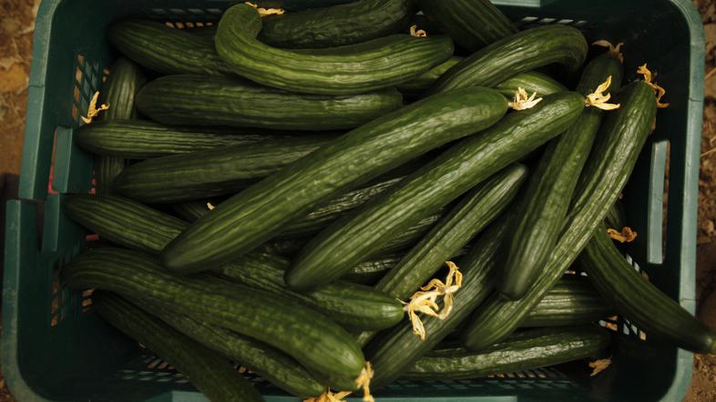 Kumare iz Španije so nekaj časa veljale za prenašalca bakterije E.coli, vendar p