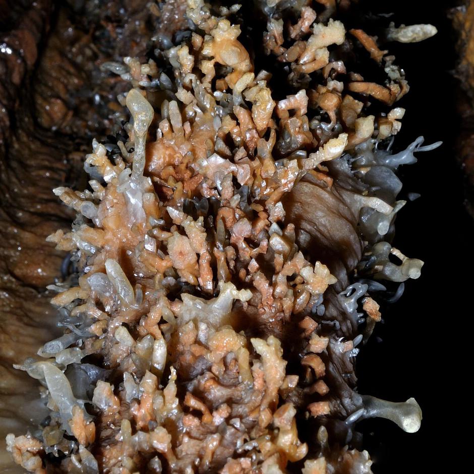 Helektiti v Divaški jami | Avtor: Borut Lozej: Helektiti (Divaška jama)