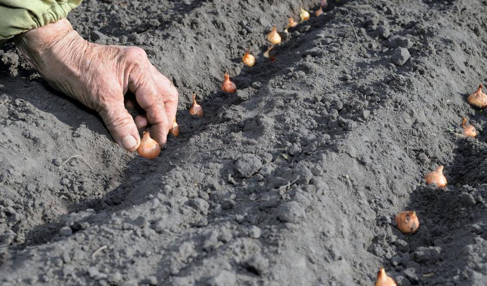Ste jo že posadili? Za slovensko kraljico čebul bo denar dala tudi EU