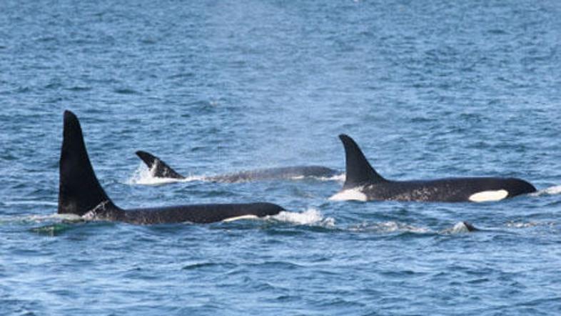 Izjemno redek primerek kita ubijalca so opazili po naključju.