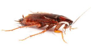 Ščurki vsiljivcev niso prepoznali.