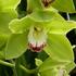 Cymbidium