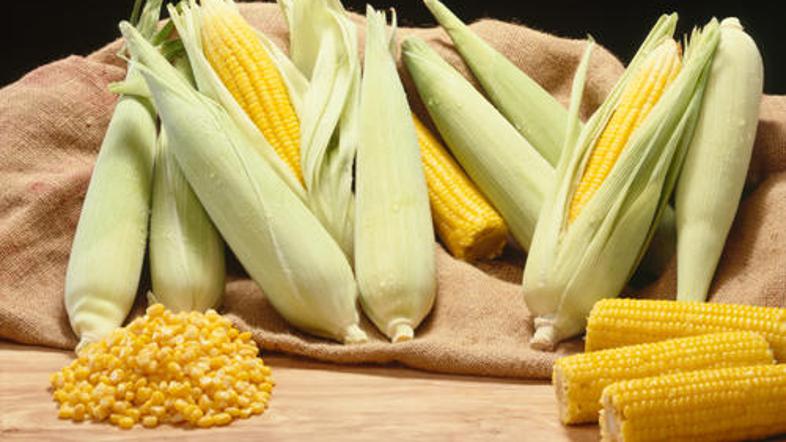 Hranjenje s GS koruzo ogroža človeško zdravje in zmožnost razmnoževanja.