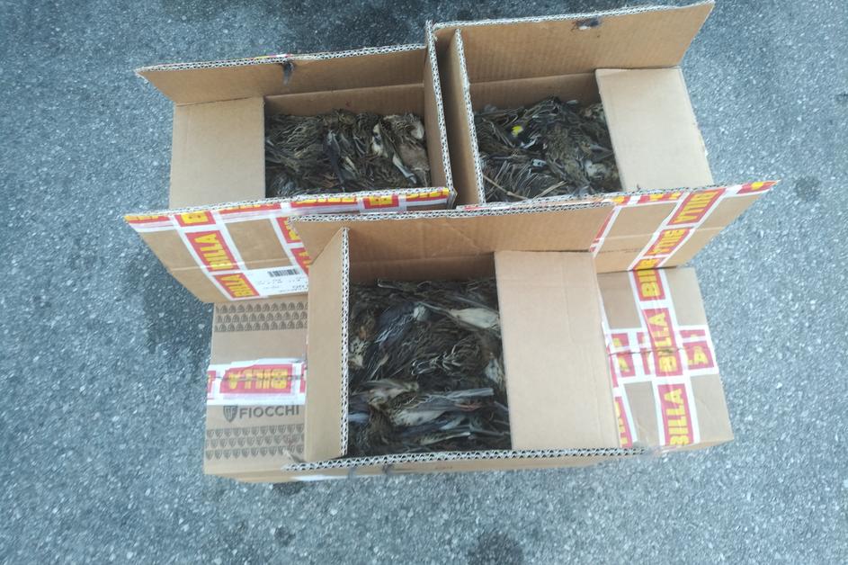 Mrtve zaščitene ptice, ki so jih našli v prtljagi avtobusa