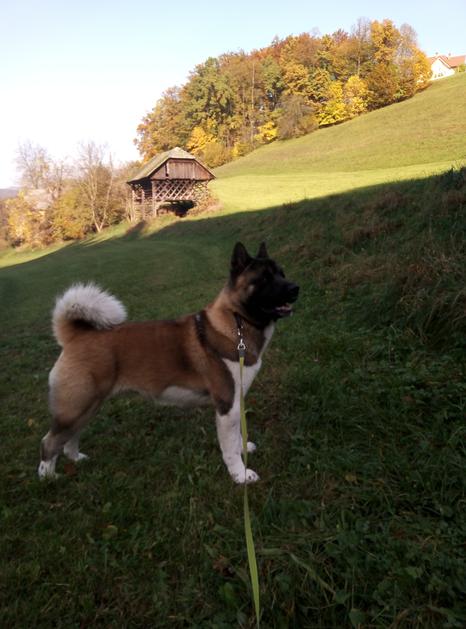 Ameriška akita - Psarna Ferapede