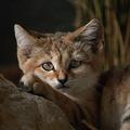 Saharska mačka