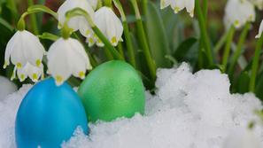 Zvončki, sneg in jajčka
