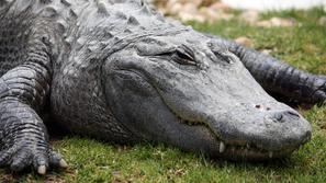 Slika je simbolična. (Foto: Shutterstock)