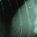 Obraz osamljene mačke na rentgenski sliki (Foto: Metro)