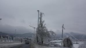 Žled v Postojni