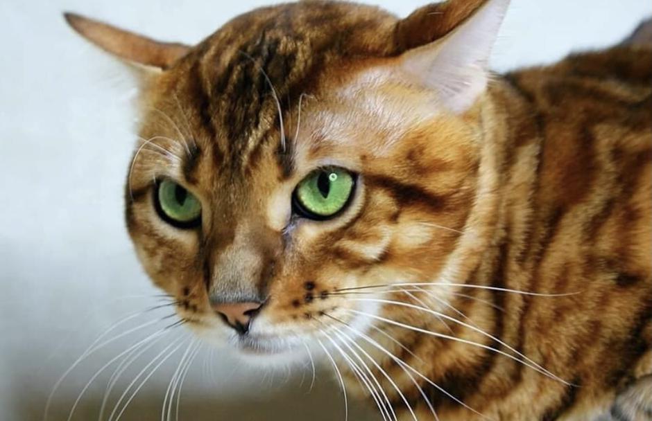bengalka mačka | Avtor: Ksenija Praper